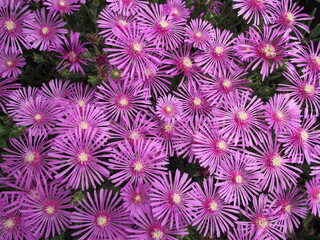 Vibrant field of pink ice plants (Delosperma cooperi) in full bloom, captured in Japan. Dense...
