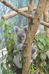 動物園の人気者コアラ © gotoshoji