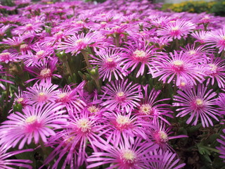 Vibrant field of pink ice plants (Delosperma cooperi) in full bloom, captured in Japan. Dense...