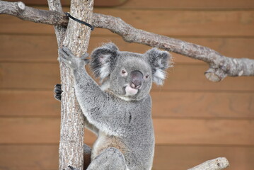 動物園の人気者コアラ