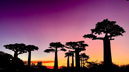 Post-Sunset Silhouette of Baobab Trees in Madagascar &ndash; Twilight Mood