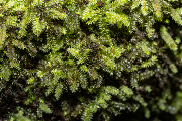 Racopilum cuspidigerum is a moss with a widespread distribution. found in forests on rotting wood, bark, soil and rock. Makiki Valley Loop Trail, Honolulu, Oahu, Hawaii