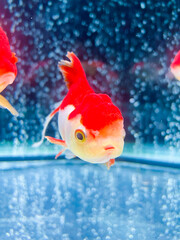水槽で優雅に泳ぐオランダ獅子頭
