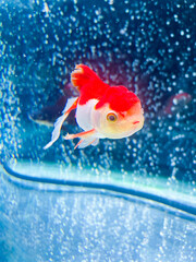 水槽で優雅に泳ぐオランダ獅子頭