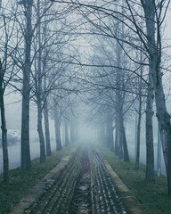 foggy morning in the park