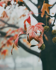 bird in the tree