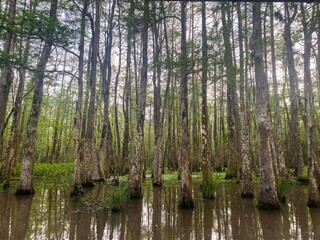 Swamp trees in the middle of swamp standing tall with clear sky 