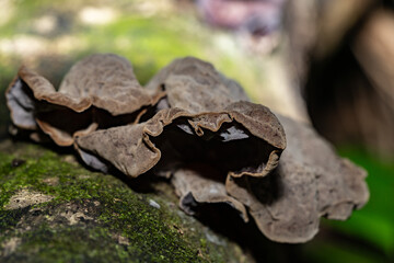 Auricularia cornea, also known as cloud ear, is a species of fungus in the order Auriculariales....
