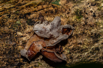 Auricularia cornea, also known as cloud ear, is a species of fungus in the order Auriculariales. Manoa Cliff Trailhead，Honolulu, Oahu, Hawaii