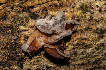 Auricularia cornea, also known as cloud ear, is a species of fungus in the order Auriculariales....