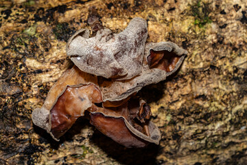 Auricularia cornea, also known as cloud ear, is a species of fungus in the order Auriculariales. Manoa Cliff Trailhead，Honolulu, Oahu, Hawaii