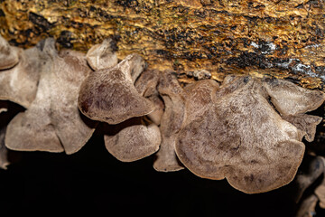 Auricularia cornea, also known as cloud ear, is a species of fungus in the order Auriculariales. Manoa Cliff Trailhead，Honolulu, Oahu, Hawaii