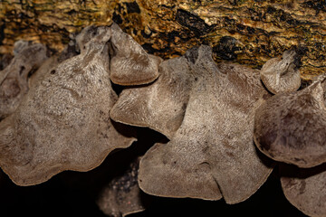 Auricularia cornea, also known as cloud ear, is a species of fungus in the order Auriculariales. Manoa Cliff Trailhead，Honolulu, Oahu, Hawaii