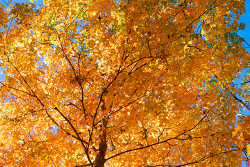 Fallen leaves. Autumn nature forest tree branches. Orange and yellow fall leaves. Fall season colors. Nature in autumn. Fall weather outdoor. Leaves in autumn nature forest