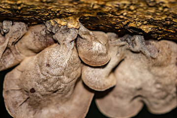 Auricularia cornea, also known as cloud ear, is a species of fungus in the order Auriculariales. Manoa Cliff Trailhead，Honolulu, Oahu, Hawaii