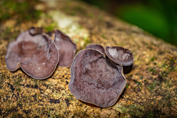 Auricularia cornea, also known as cloud ear, is a species of fungus in the order Auriculariales....