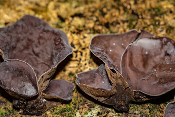 Auricularia cornea, also known as cloud ear, is a species of fungus in the order Auriculariales....