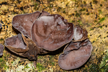 Auricularia cornea, also known as cloud ear, is a species of fungus in the order Auriculariales. Manoa Cliff Trailhead，Honolulu, Oahu, Hawaii