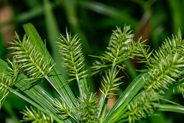 Cyperus meyenianus, commonly known as Meyen's flatsedge, is a species of sedge，Round Top Dr, Honolulu, Oahu, Hawaii