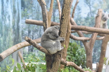 動物園の人気者コアラ