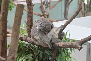 動物園の人気者コアラ