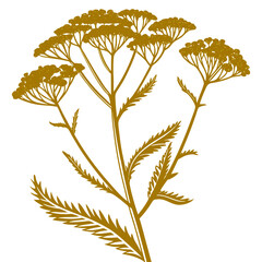  yellow yarrow with leaves