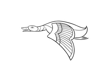 hand drawn mallard duck illustration lineart