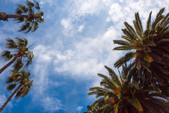 Los Angeles Palm Trees Against Blue Skies