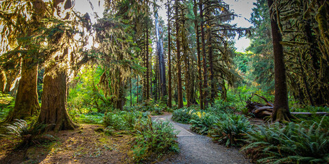 Forest path panorama