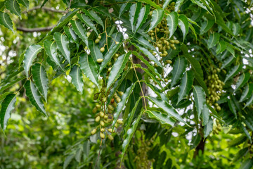 Toona ciliata is a forest tree in the mahogany family. red cedar,tone, toon,toona, Australian red cedar, Burma cedar, Indian cedar, Moulmein cedar, Queensland red cedar. Round Top Dr, Honolulu, Oahu
