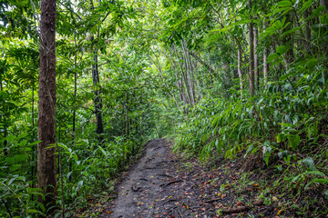 Makiki Valley Trail, Honolulu, Oahu, Hawaii. Tropical rainforest. Rainforests are forests characterized by a closed and continuous tree canopy, moisture-dependent vegetation. Koʻolau Range