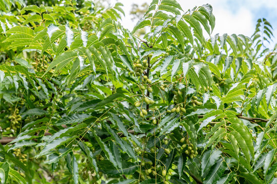 Toona ciliata is a forest tree in the mahogany family. red cedar,tone, toon,toona, Australian red cedar, Burma cedar, Indian cedar, Moulmein cedar, Queensland red cedar. Round Top Dr, Honolulu, Oahu