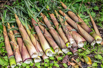Bamboo shoots. Phyllostachys nigra var. henonis, Phyllostachys nigra,black bamboo or purple bamboo,...