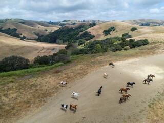 A herd of horses and ponies graze in a dry, grassy field in Union City, California, USA. The...