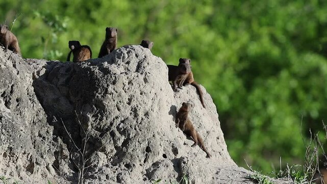 Adorable Dwarf Mongoose family looks at camera from atop termite mound