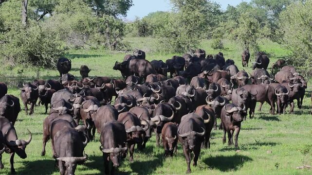 Large herd of Cape Buffalo walk toward camera on South Africa savanna