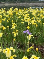 亀鶴公園 しょうぶ園 花菖蒲黄色紫一点