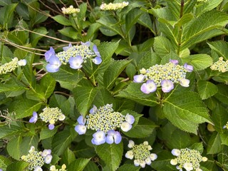 初夏の花 紫陽花 咲き始め