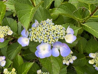 初夏の花 紫陽花 咲き始め房単体