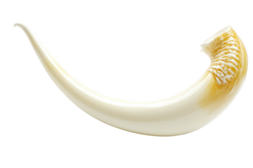 Single curved tusk isolated on a transparent background