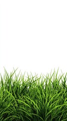 Fototapeta premium Lush Green Grass Blades Against a Clean White Background for Web Design