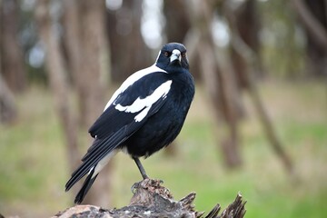 Australian Magpie (Gymnorhina Tibicen) Adult Male