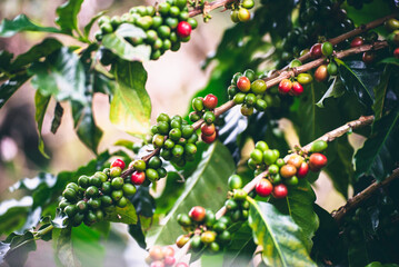 Ripe Red coffee bean berry plant fresh seed coffee tree growth in green eco organic farm. Close up...