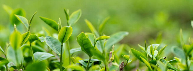 Obraz premium Banner Green tea tree leaves camellia sinensis organic farm sunlight. Panorama Fresh young tender bud herbal farm in morning. Banner Sunlight Green tea tree plant. Wide Green Tea Tree with copy space