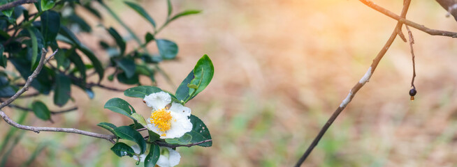 Banner Green tea tree Flower fresh leaves in eco herbal farm. Tree tea plantations morning sun...