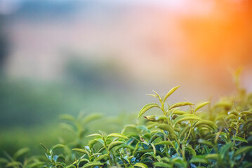 Green tea tree leaves field Fresh young tender bud herbal in farm on summer morning. Sunlight Green tea tree plant camellia sinensis in organic farm. Close up Tree tea plant green nature in morning