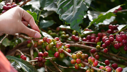 Coffee plant farm woman Hands harvest raw coffee beans. Ripe Red berries plant fresh seed coffee...