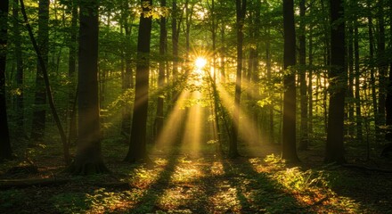 Fototapeta premium Golden Rays of Sunlight Illuminating a Lush Forest