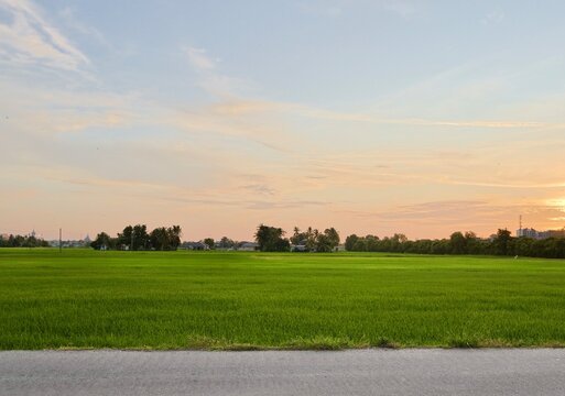 Paddy dield with sunset over the village, Malaysia