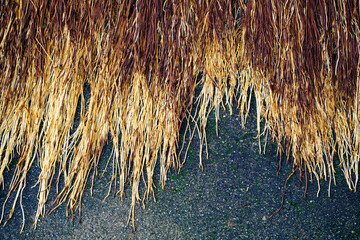 Natural Textures of Tree Root against Dark Background Surface